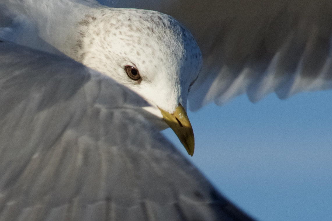 Möwe 1 Schnitt