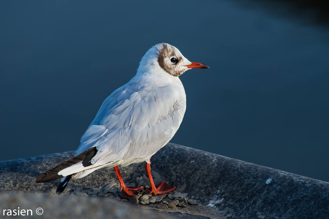 Möwe (1 von 1)