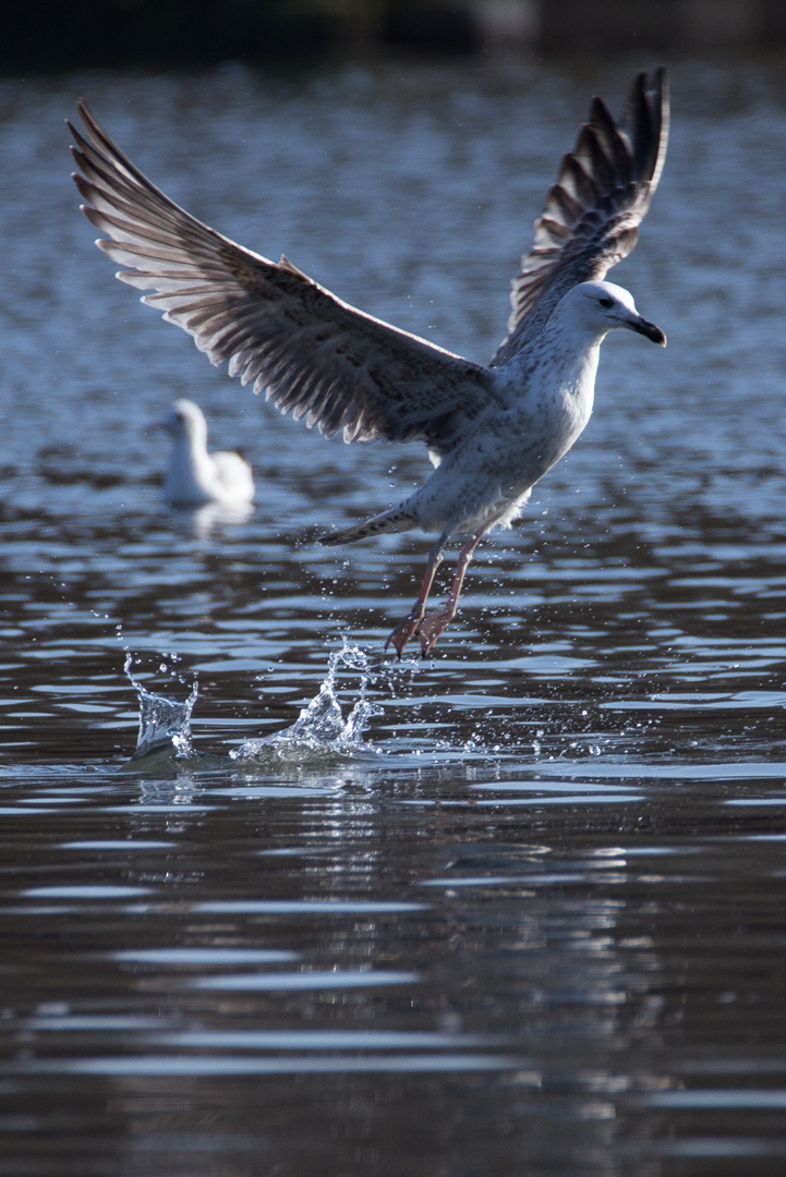 Möwe 1 von 4