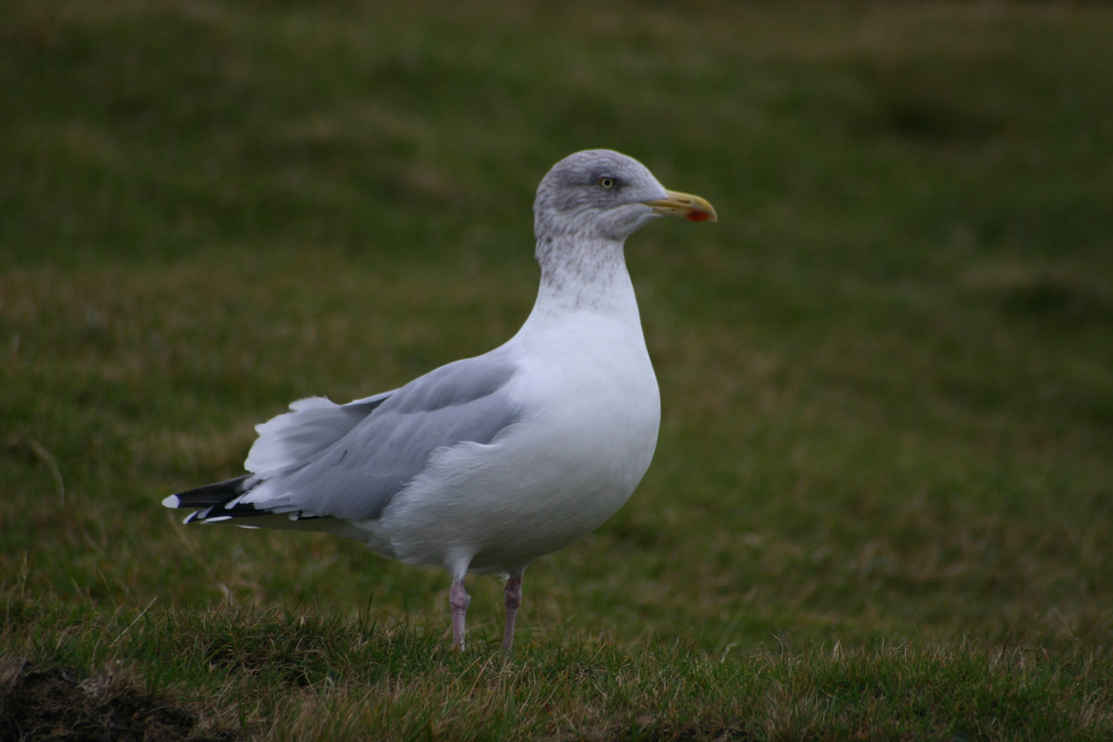 Möwe