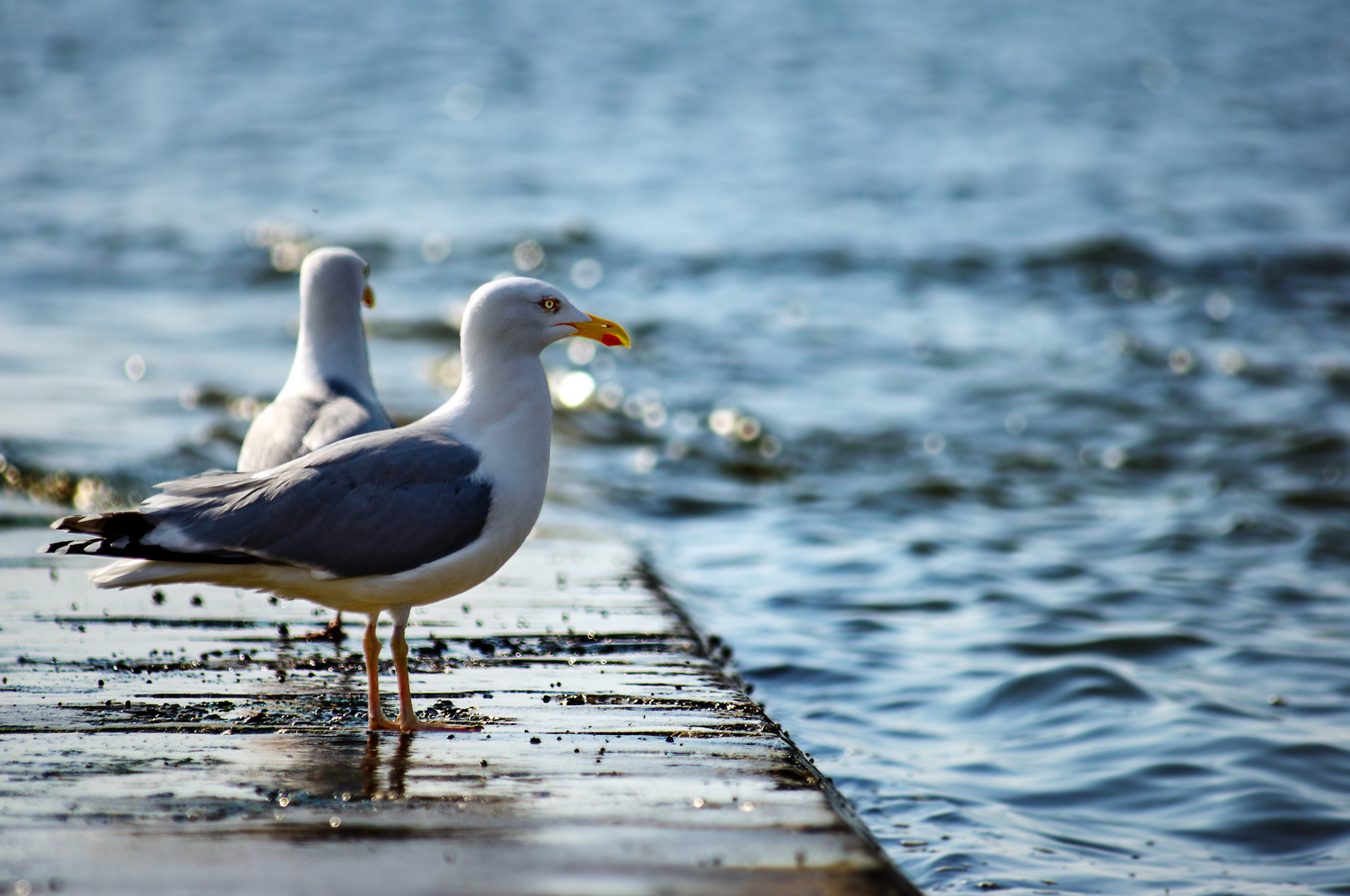Möwe Foto & Bild | tiere, wildlife, wild lebende vögel Bilder auf