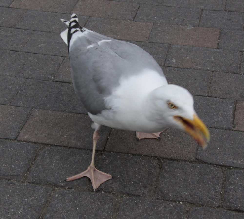 Möwe 2