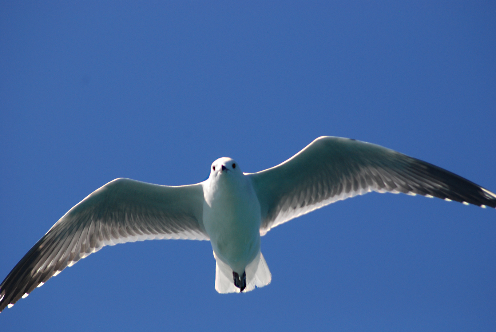 Möwe 2 – Neuseeland 2010