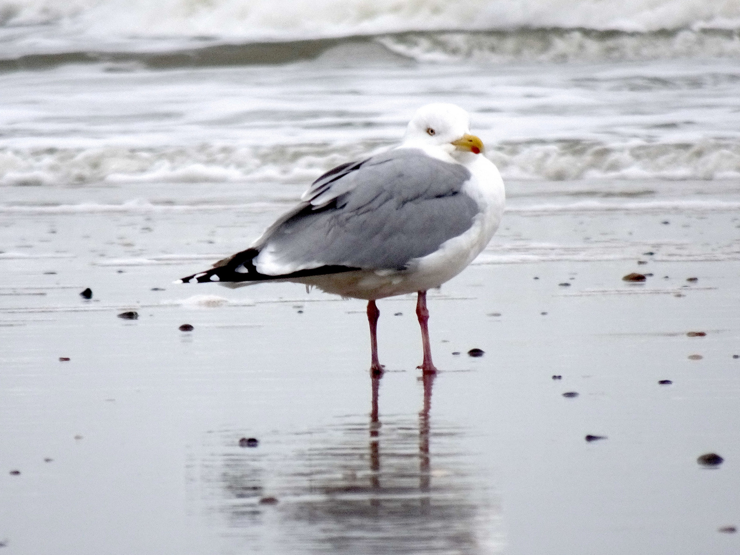 Möwe 2 / Nordsee