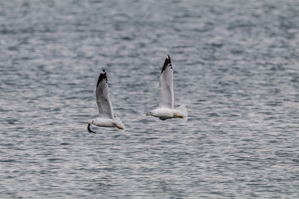 Möwe-20170205-10640