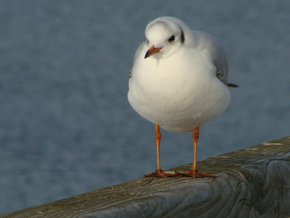 Möwe