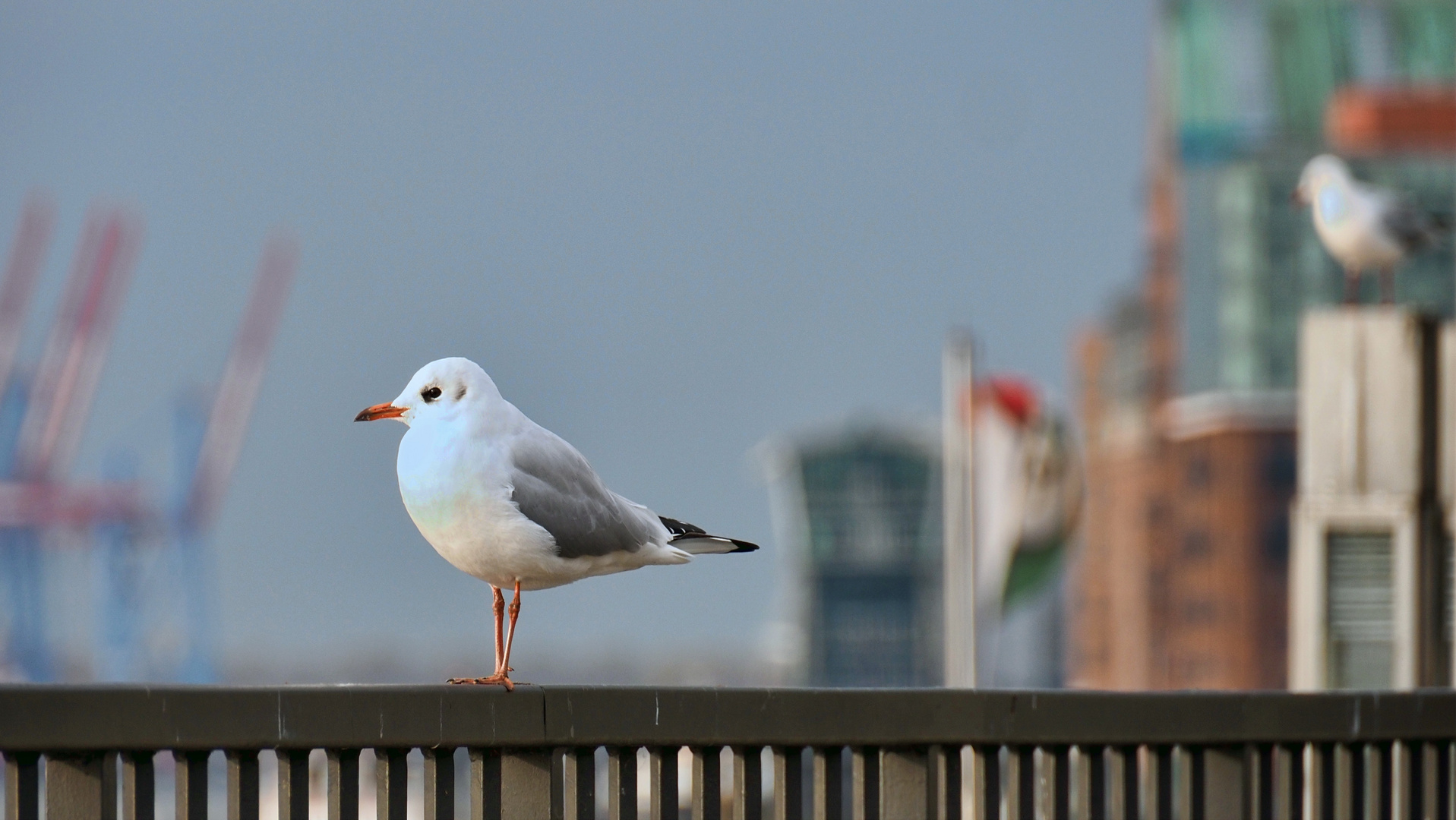 Möwe