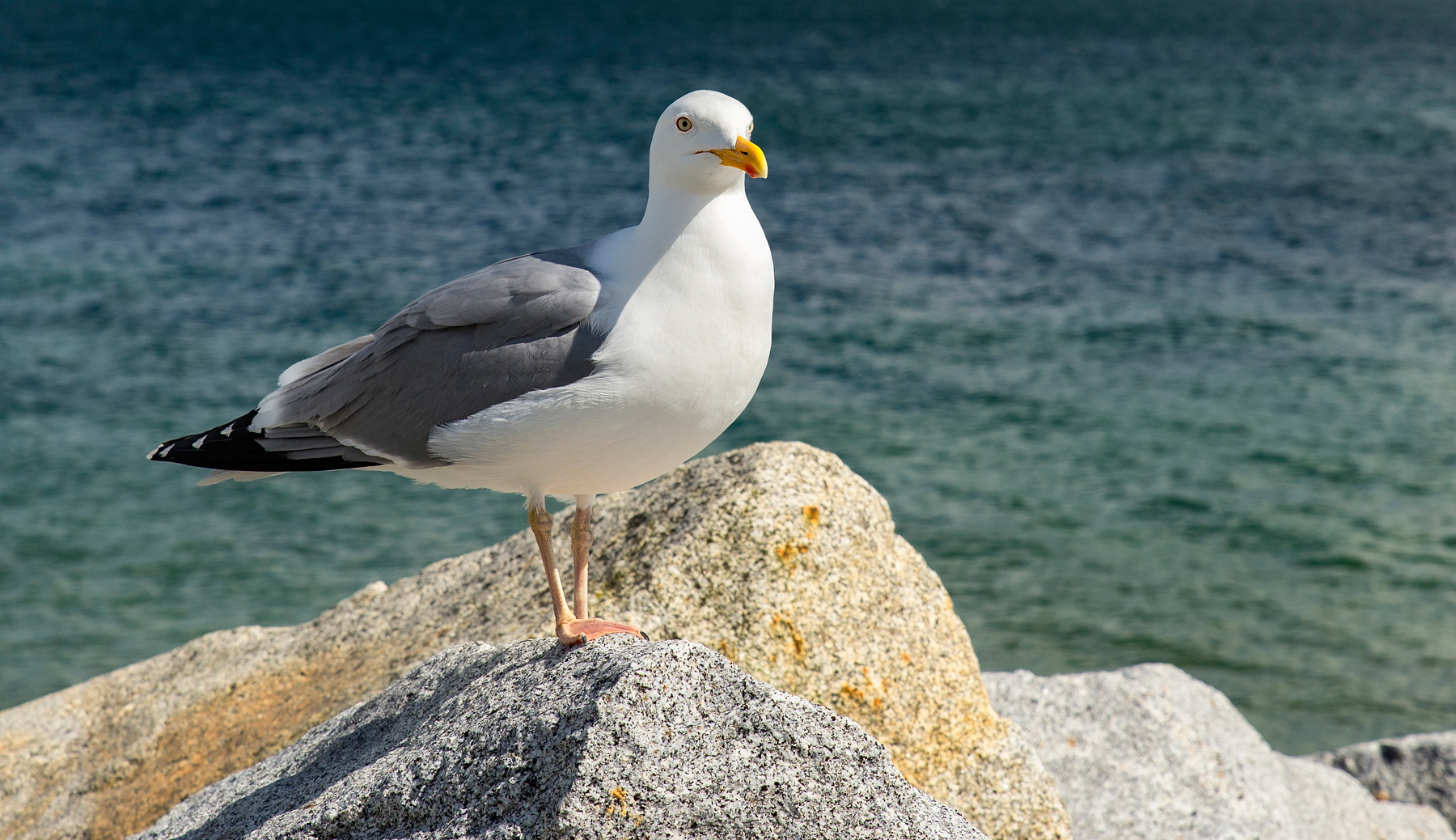 Möwe Foto & Bild | ostsee, natur, tiere Bilder auf fotocommunity
