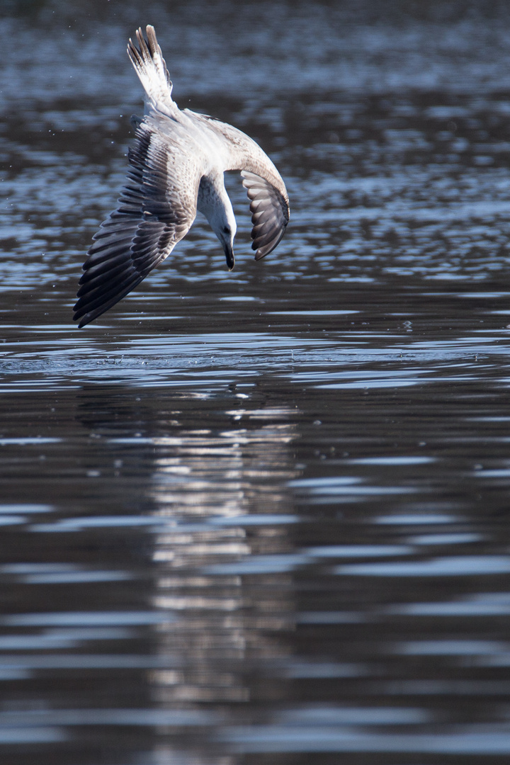 Möwe 3 von 4