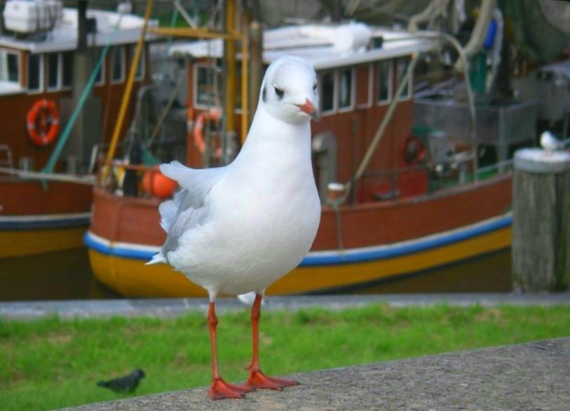 MÖWE