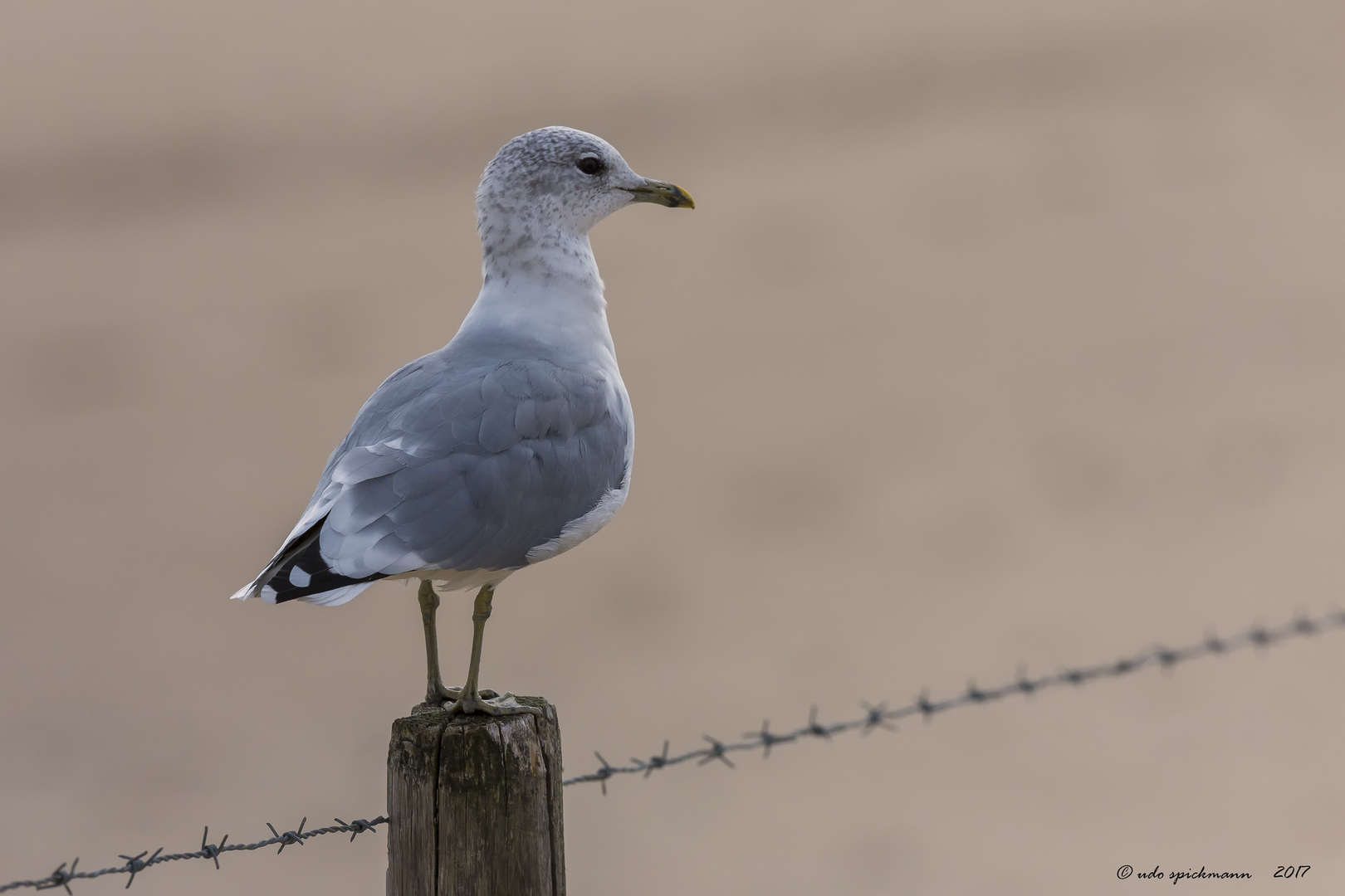 Möwe