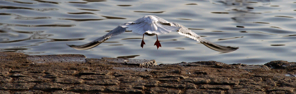 Möwe