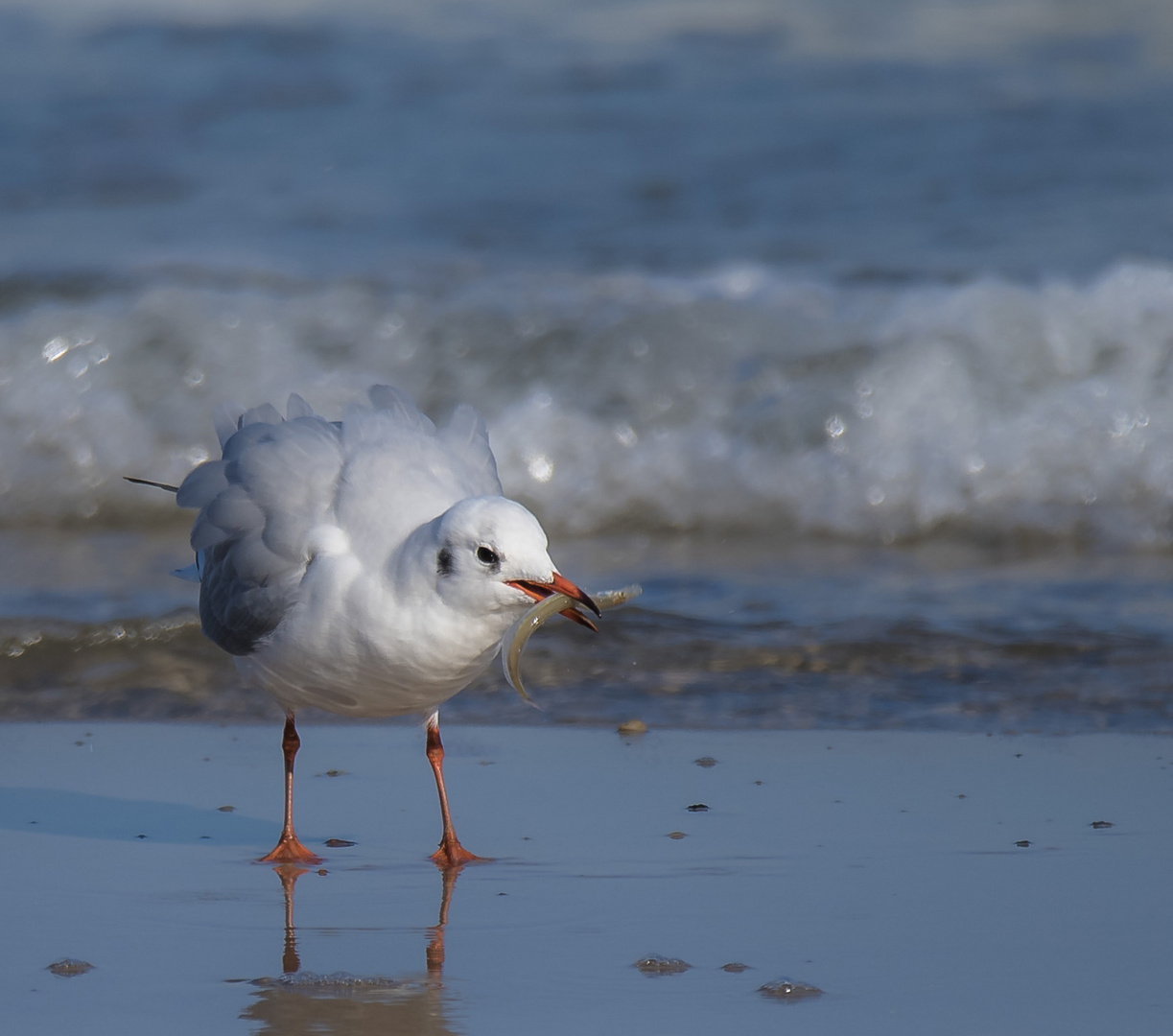 Möwe