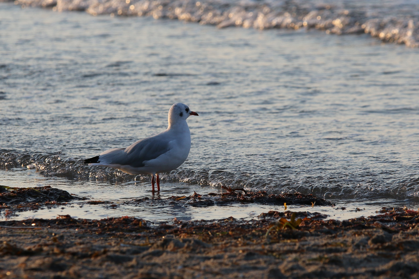 Möwe