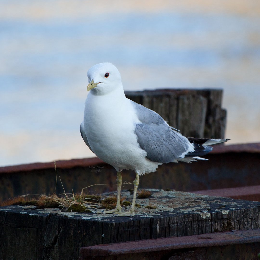 Möwe