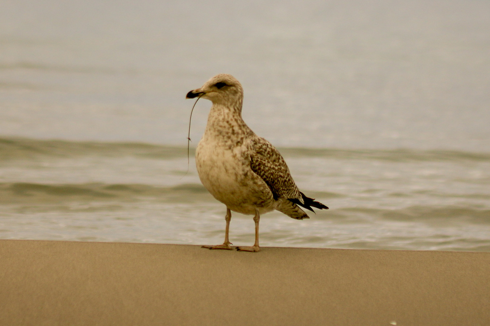 Möwe