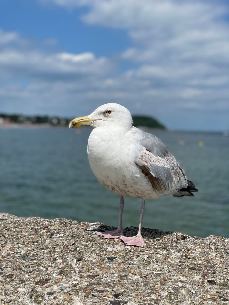 Möwe