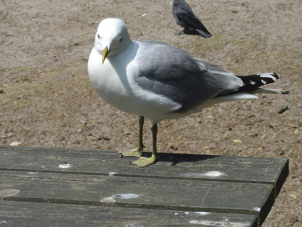 Möwe