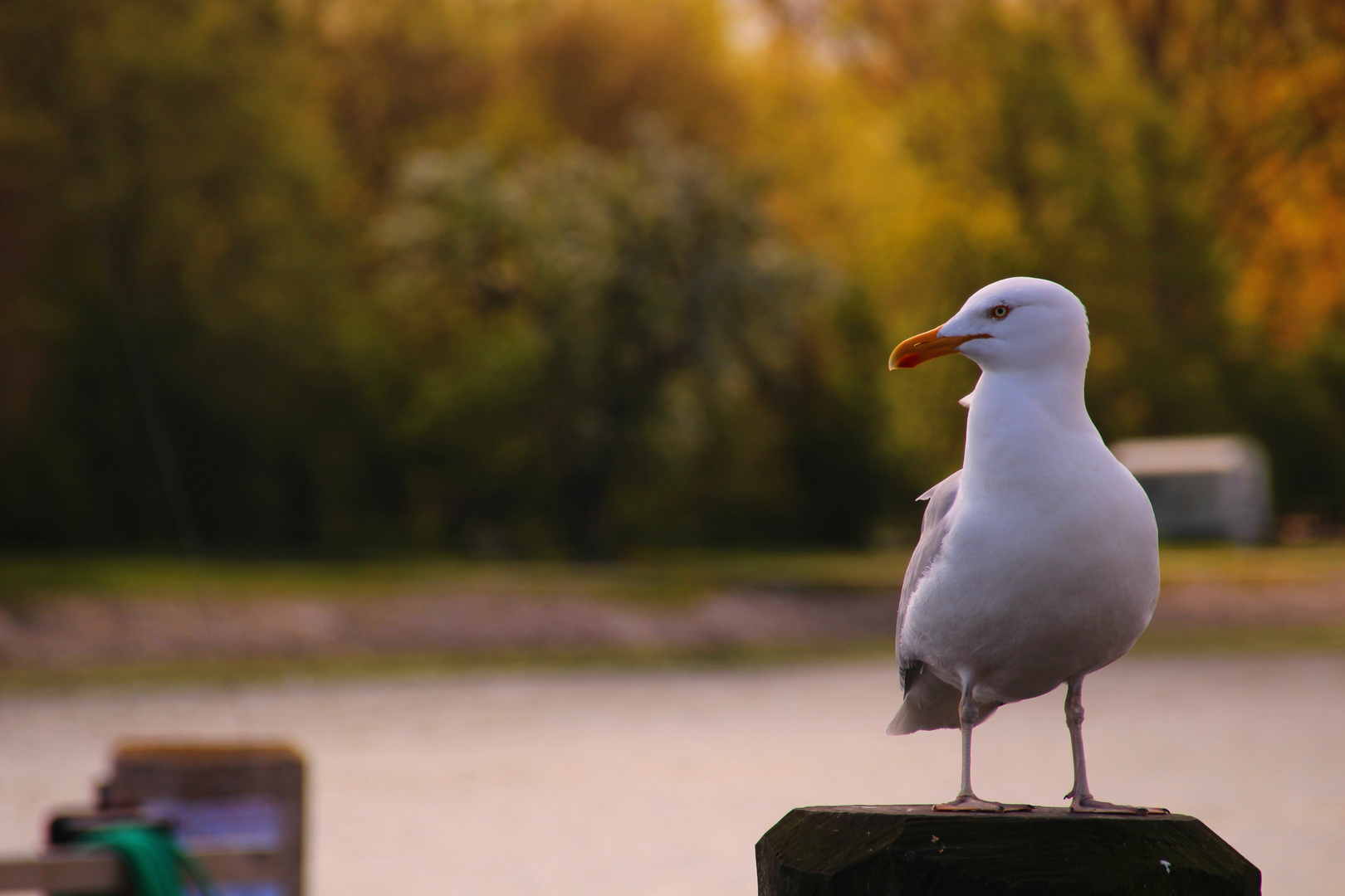 Möwe