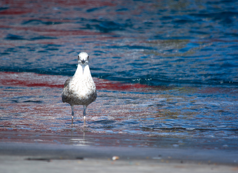 Möwe