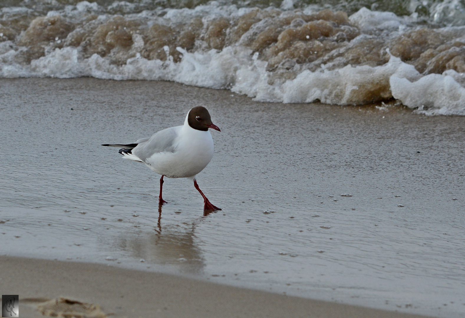 Möwe