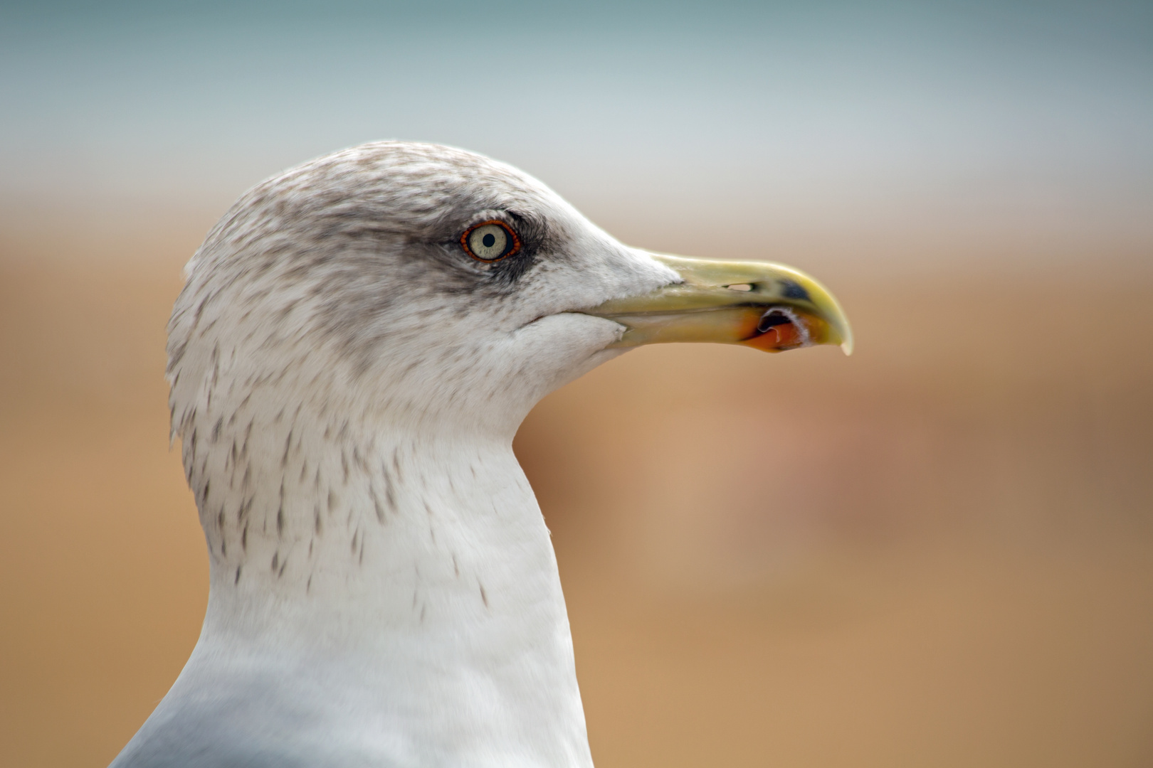 Möwe Foto & Bild | tiere, wildlife, wild lebende vögel Bilder auf fotocommunity