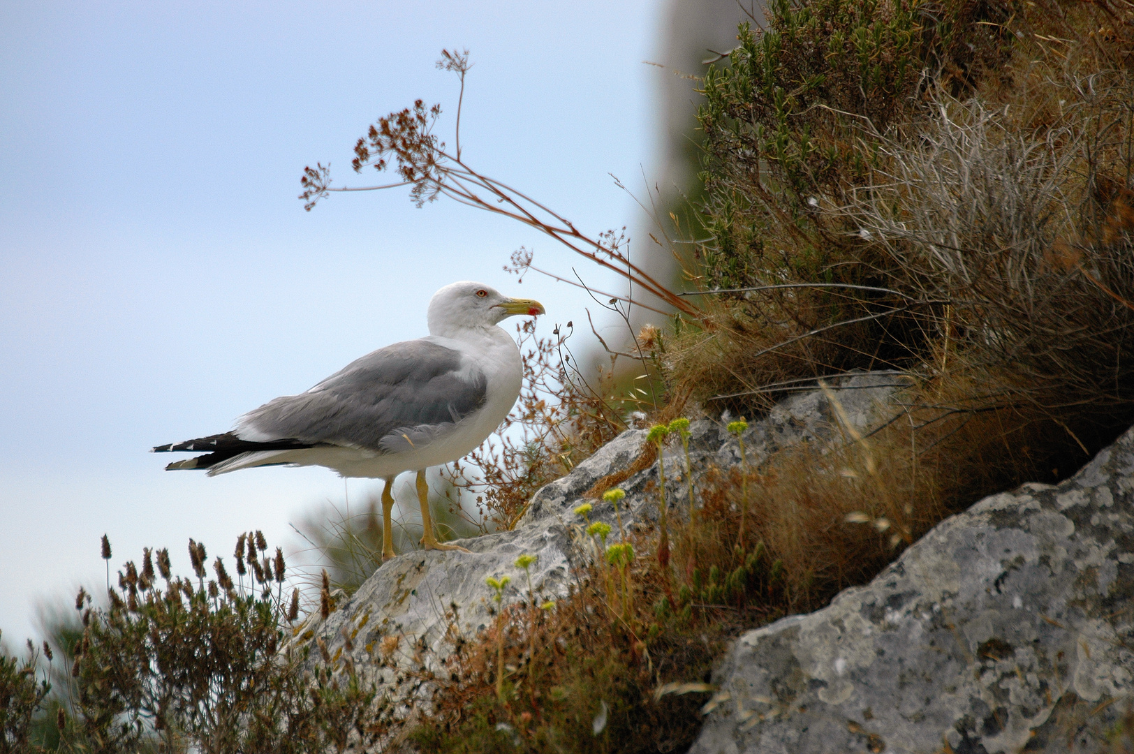 Möwe