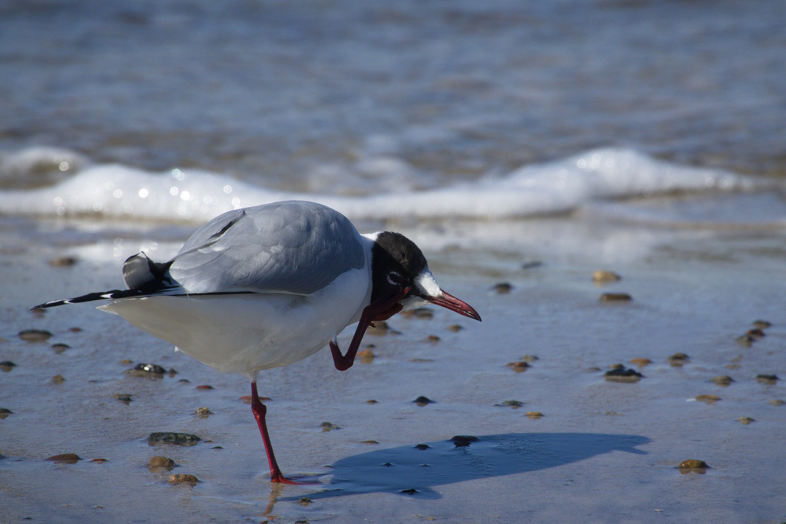 Möwe