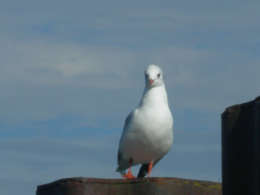 Möwe