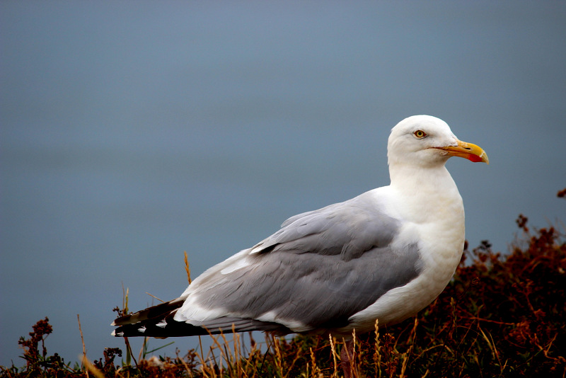 Möwe