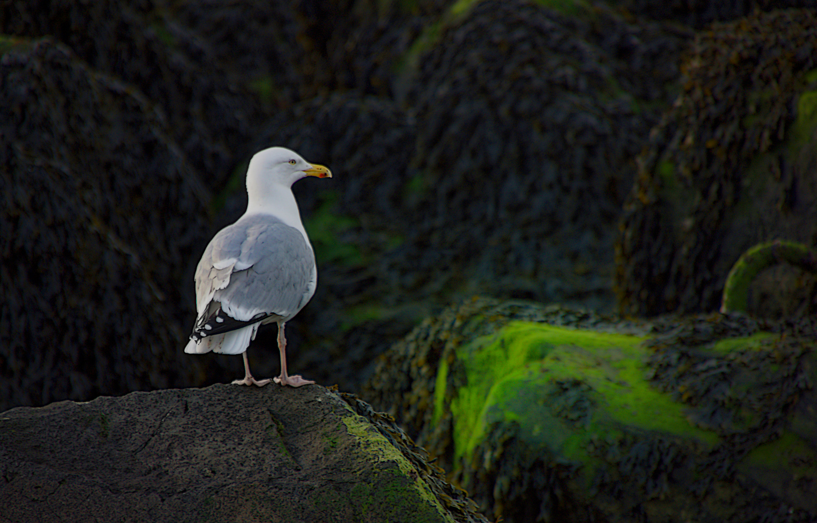 Möwe