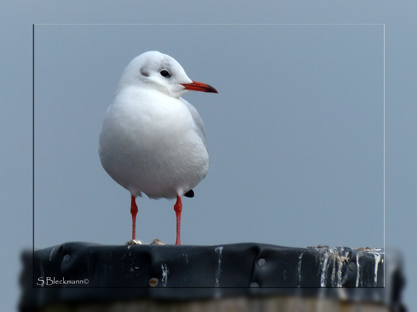 Möwe