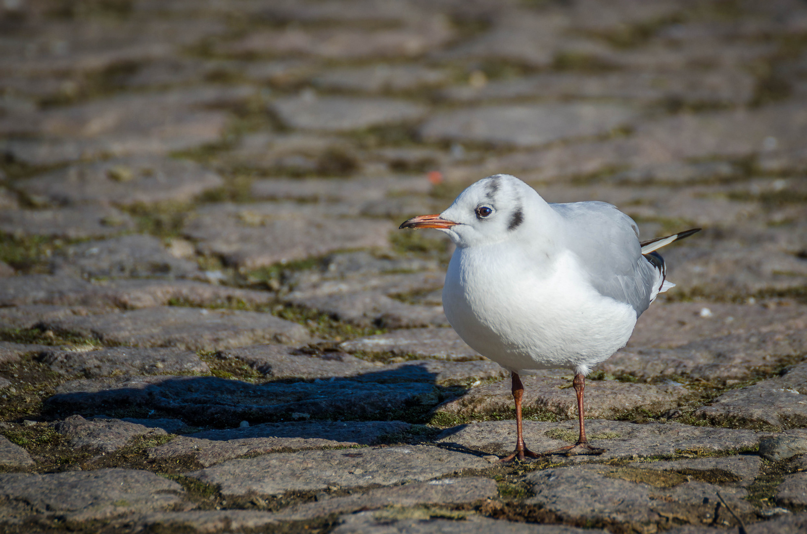 Möwe