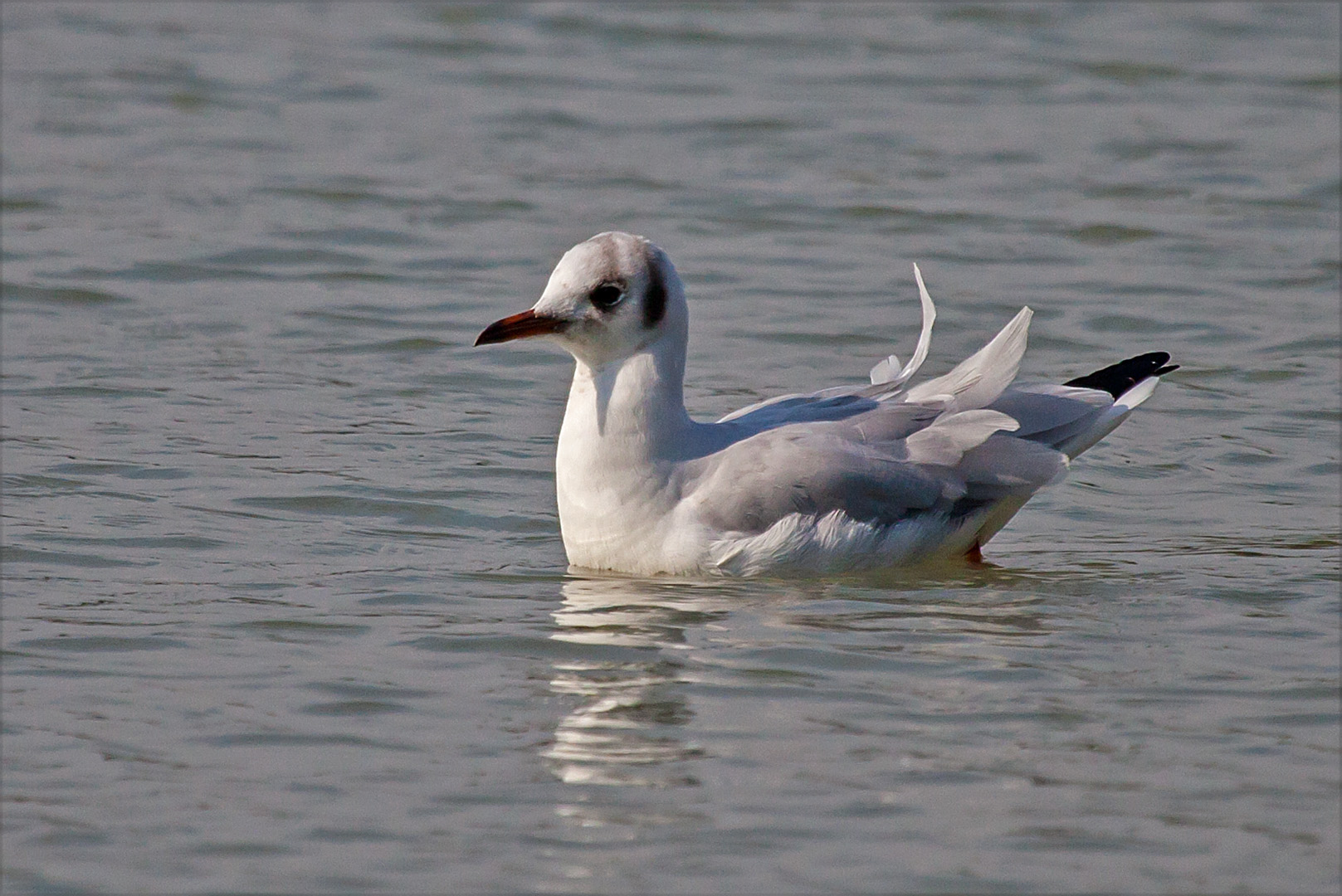 Möwe