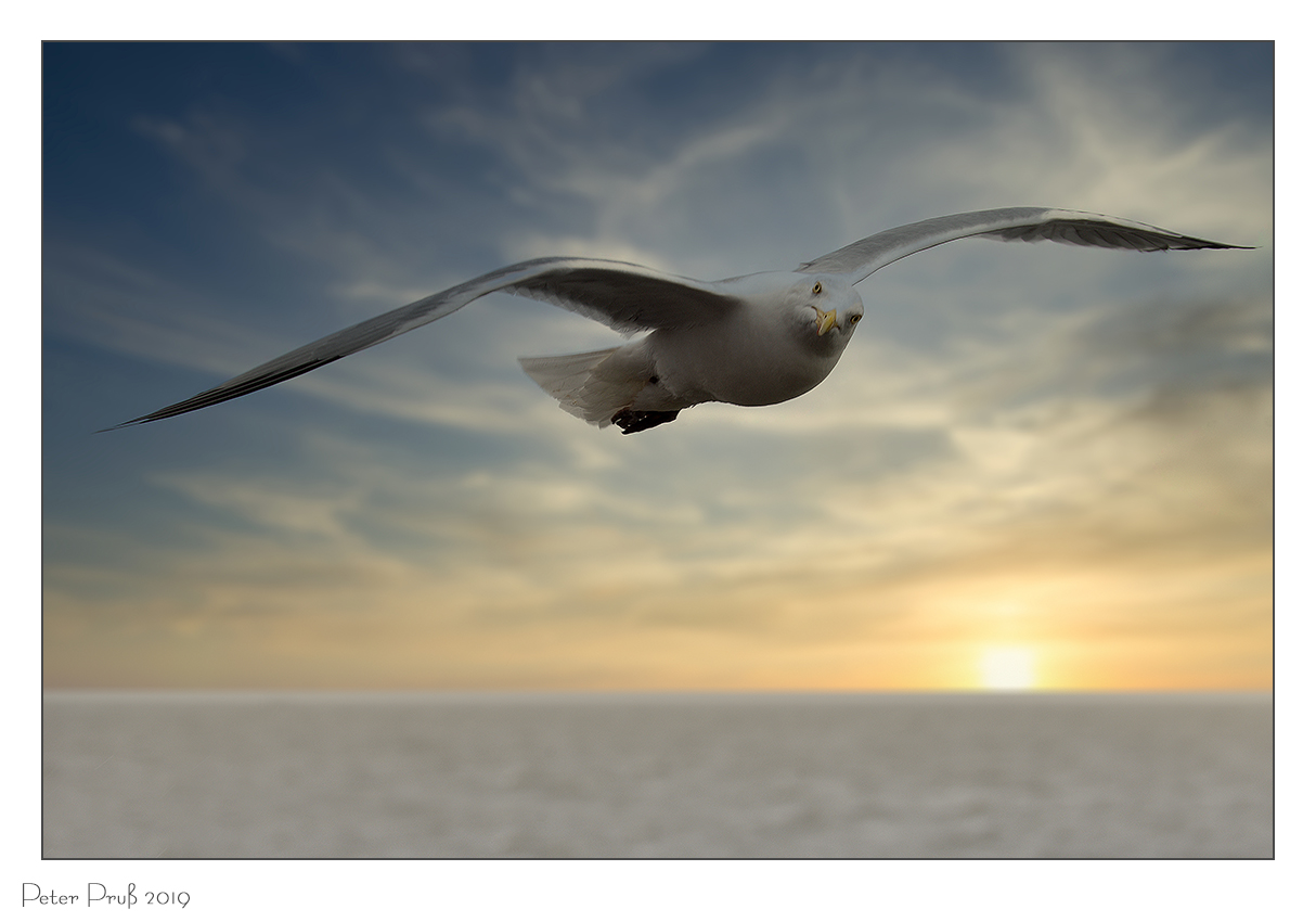 Möwe