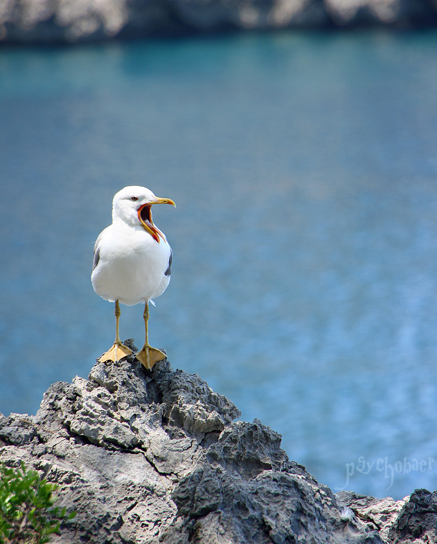 Möwe