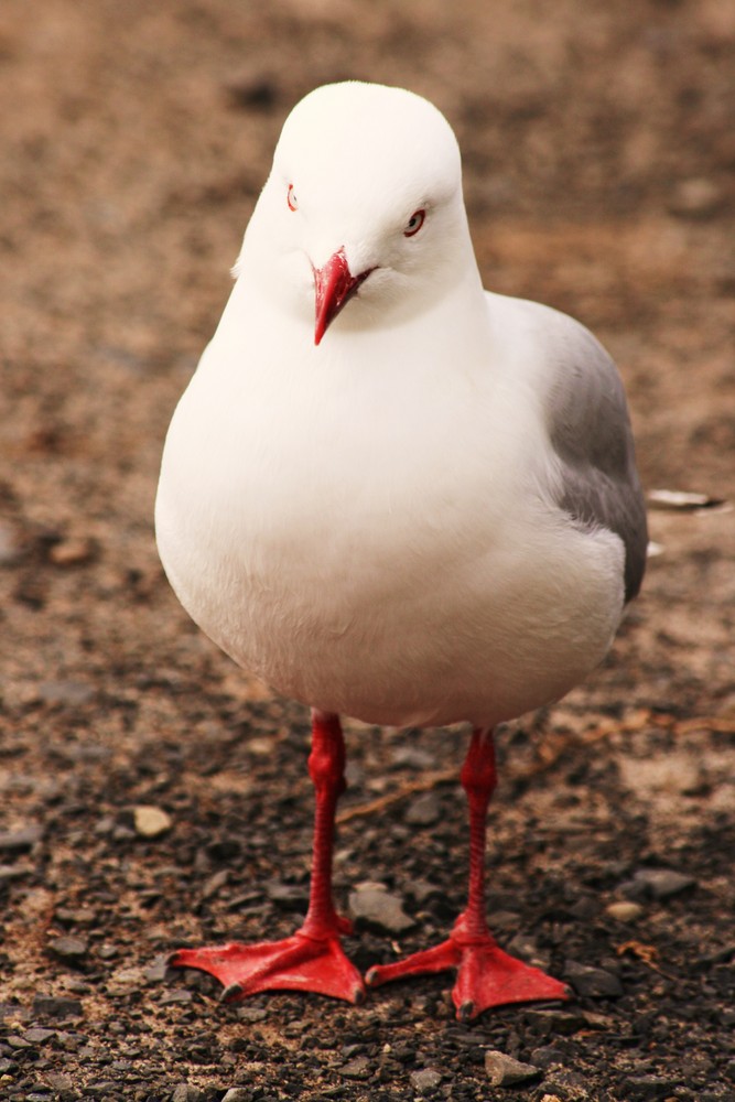 Möwe