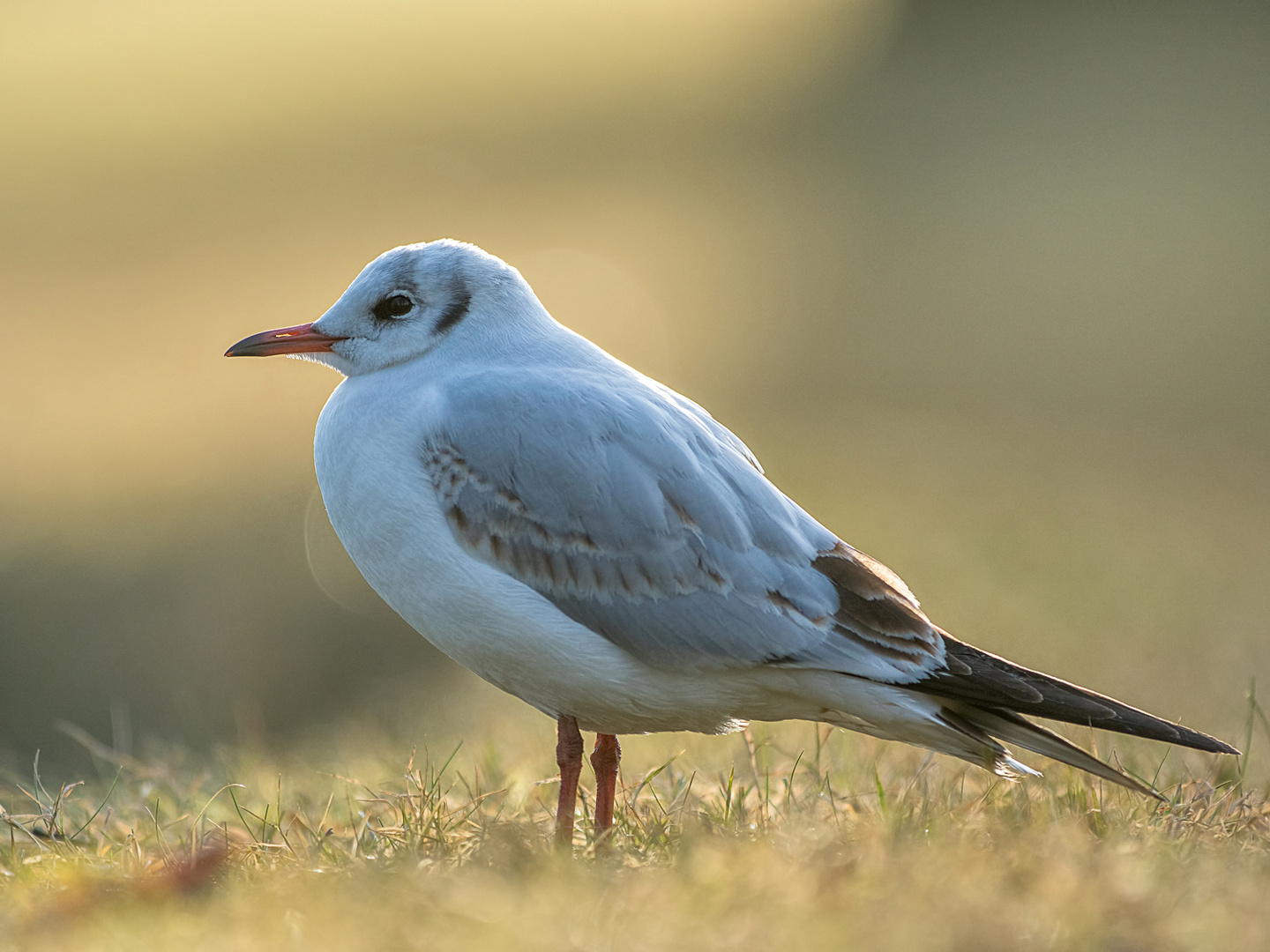 Möwe