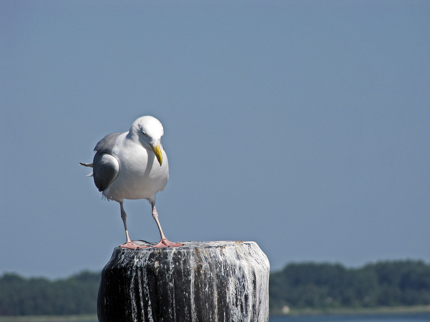 Möwe