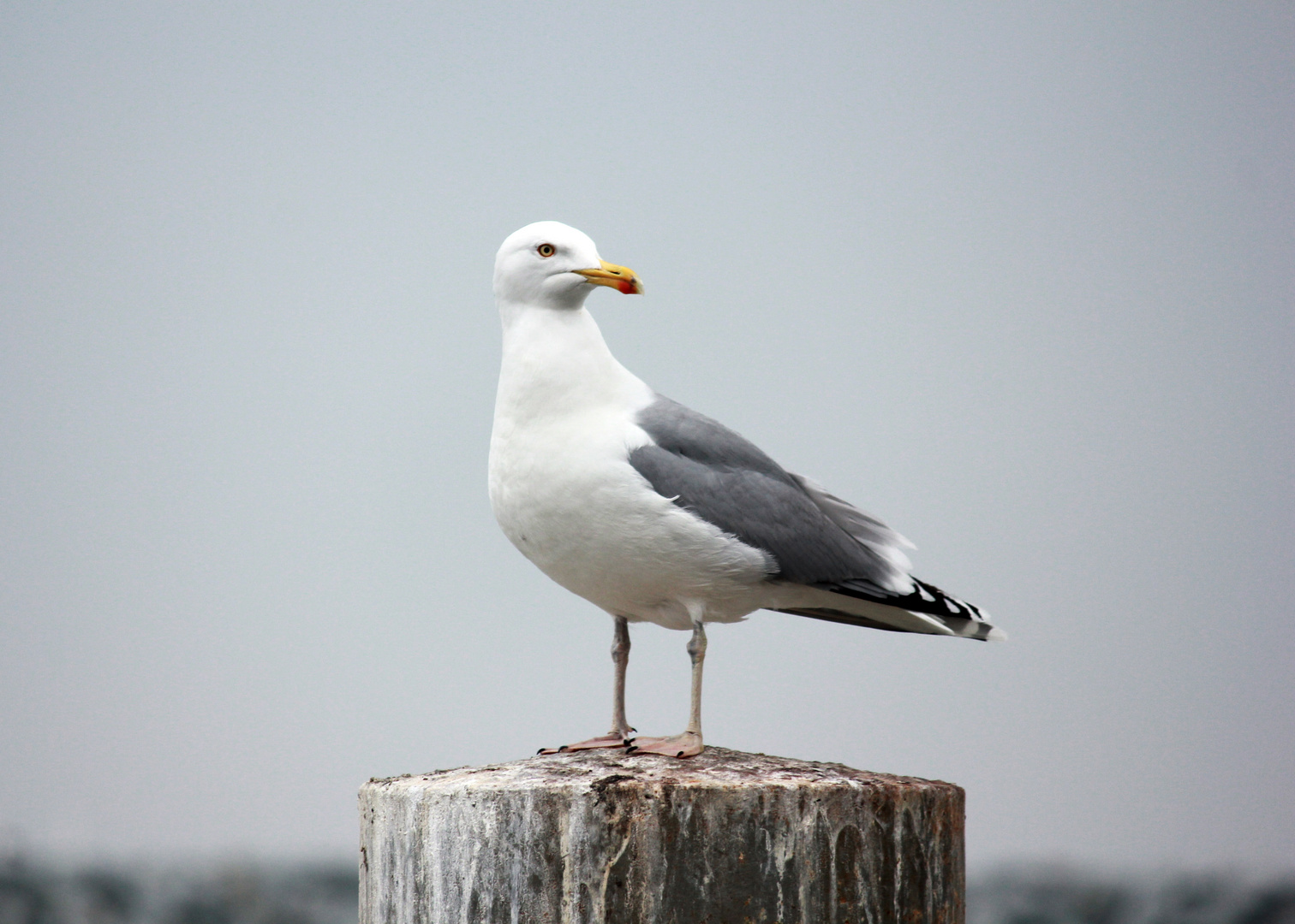 Möwe Foto & Bild | tiere, wildlife, wild lebende vögel Bilder auf