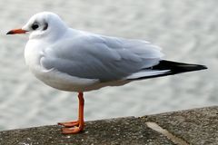 Möwe