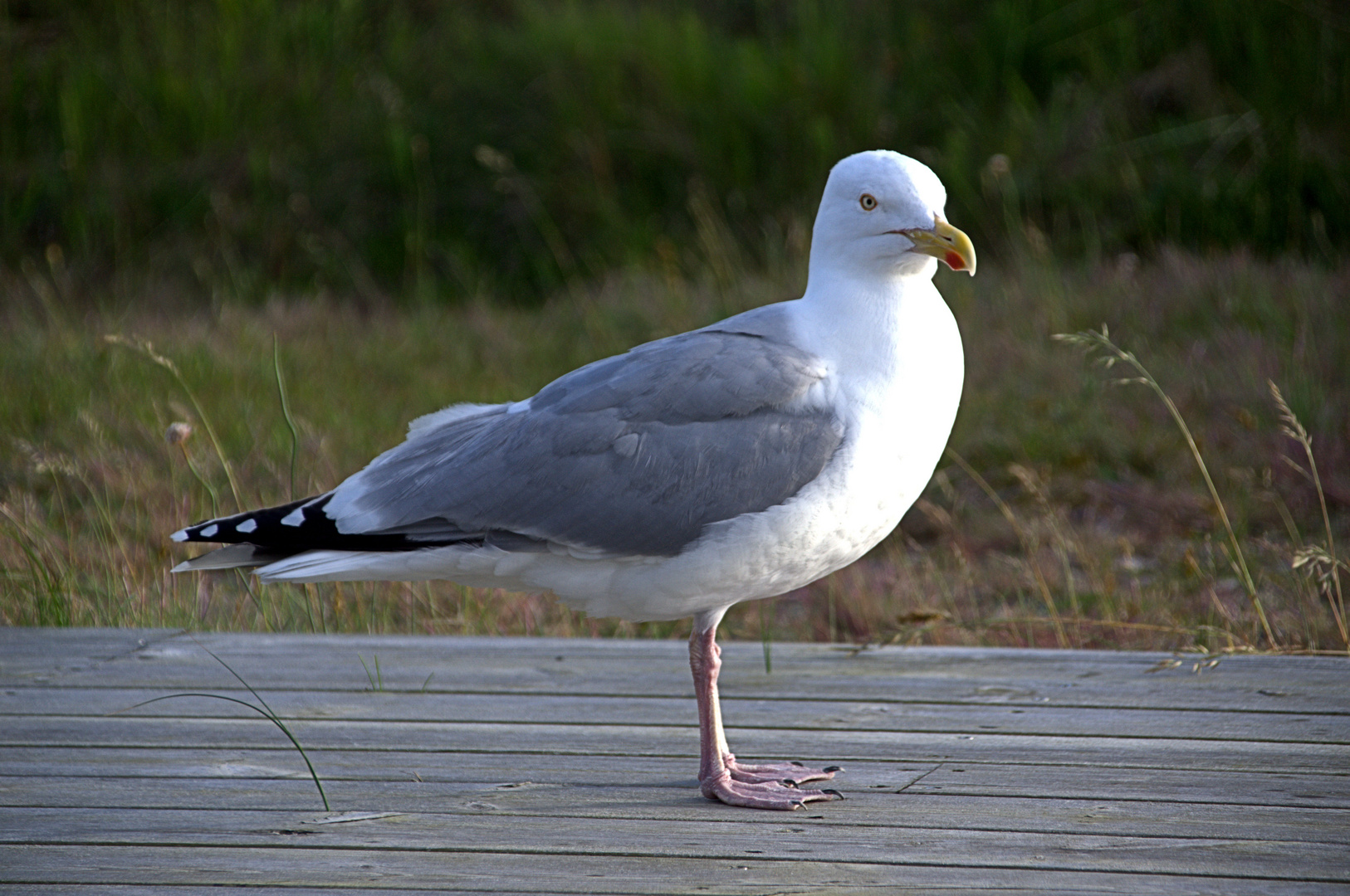 Möwe