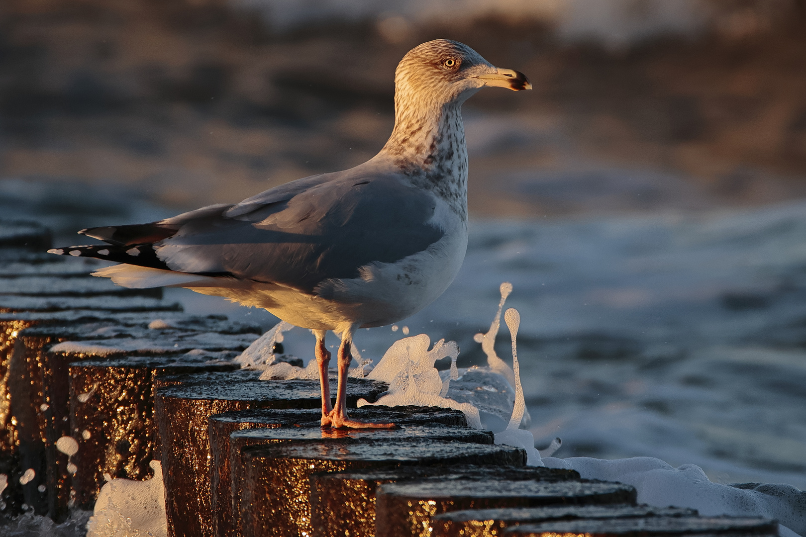 Möwe