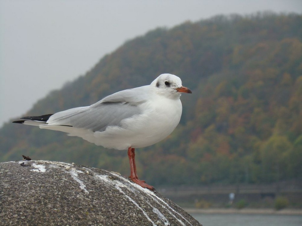 Möwe a. Rhein