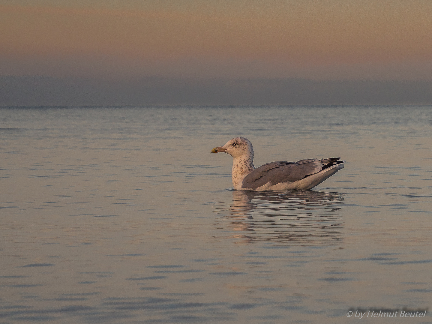 Möwe