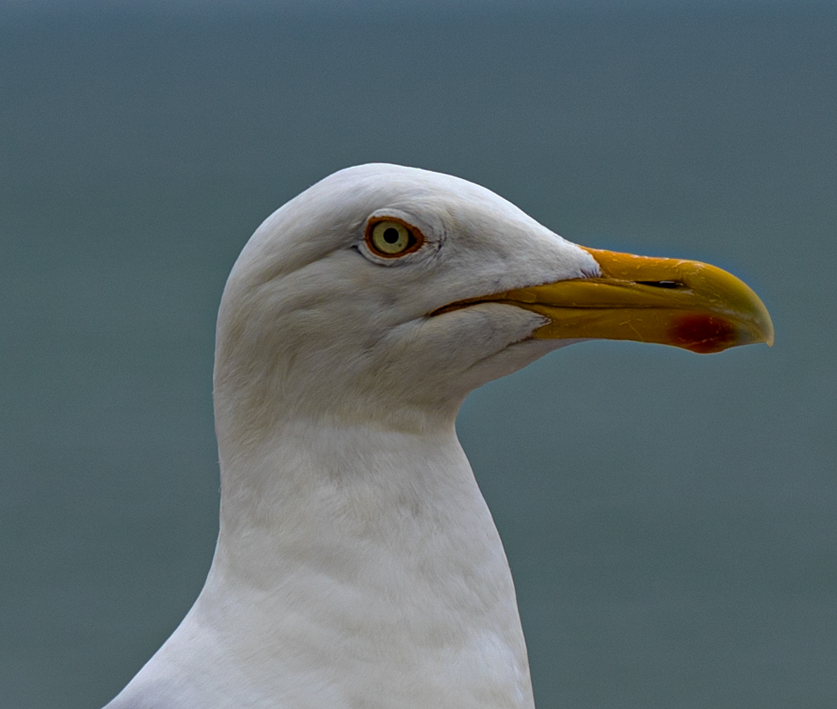 Möwe Foto & Bild | meer, natur, vogel Bilder auf fotocommunity