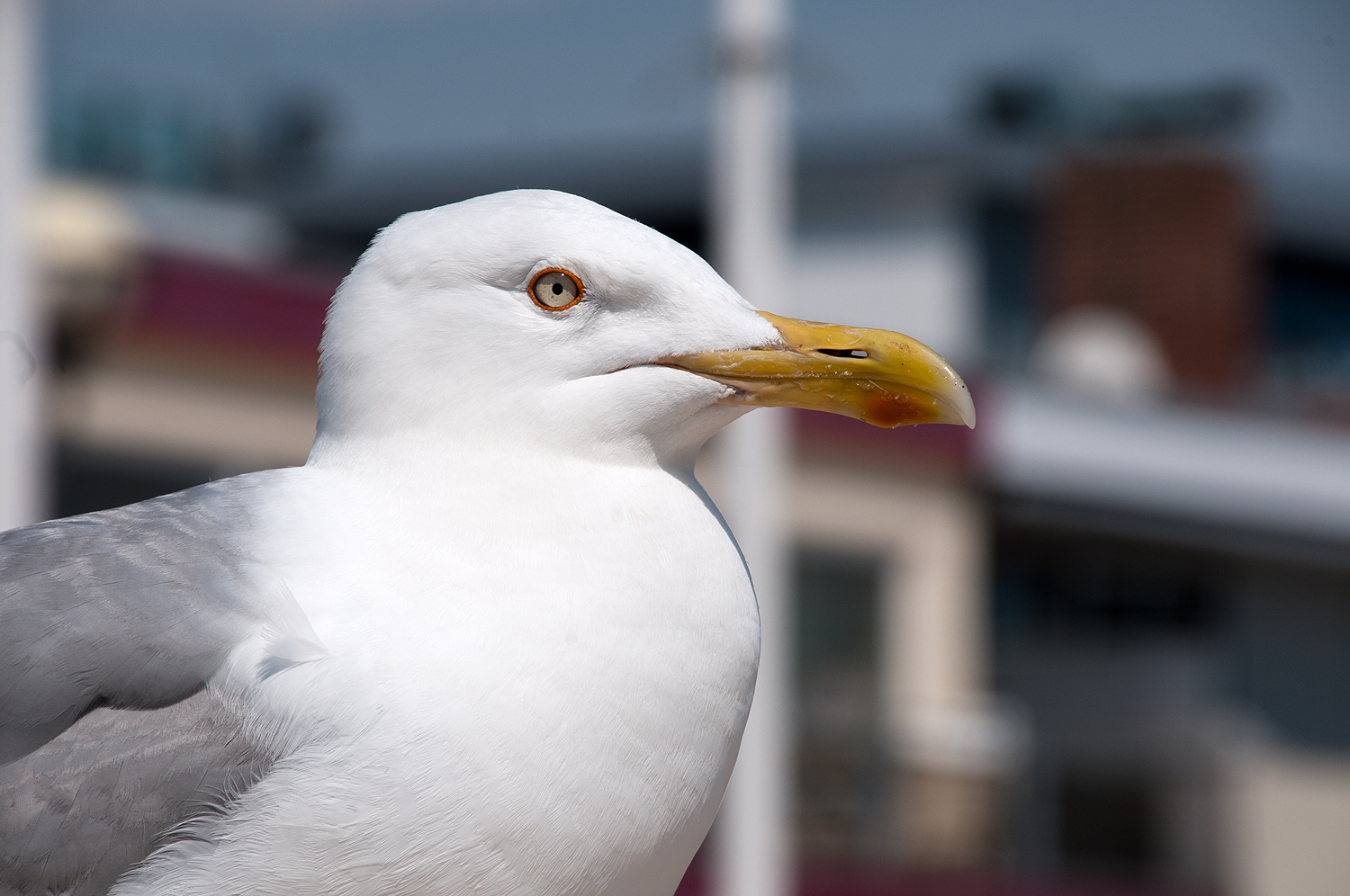 Möwe