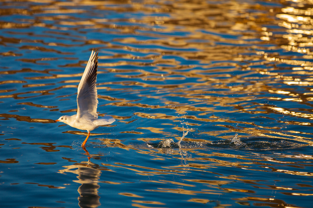 Möwe Abendstimmung