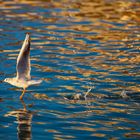 Möwe Abendstimmung