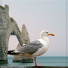 Möwe, aber wo?? *gelöst* in Ètretat/ Normandie